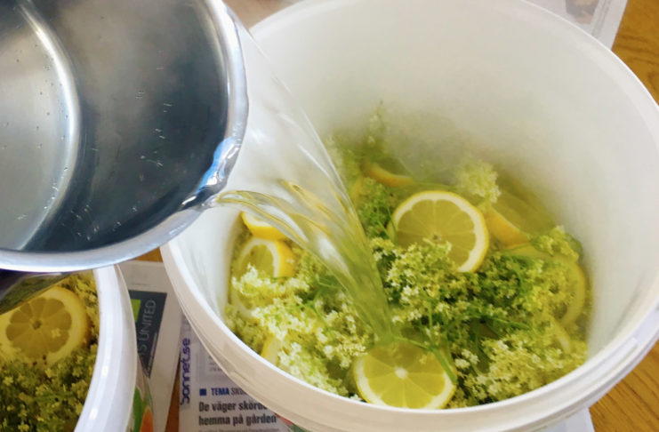 Flädersaft med citroner – gott recept på sommardryck Flädersaft - enkelt och gott recept